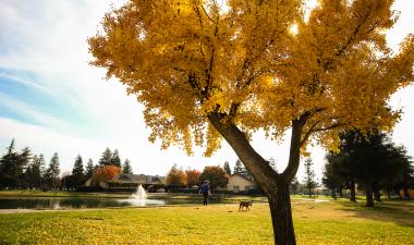 Tree displaying fall color at Stan State