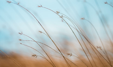 calming field of tall grass