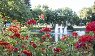 Flowers and fountain