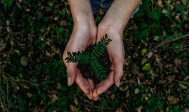 Person holding a small plant and soil in their hands.