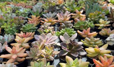 Succulents