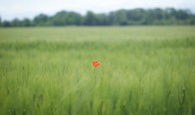 Orange flower standing out in the middle of a green field
