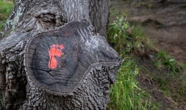footprint on tree