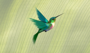 hummingbird
