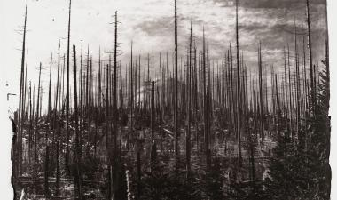 &quot;Marching Snags&quot; by Sara Grew - Picture of trees