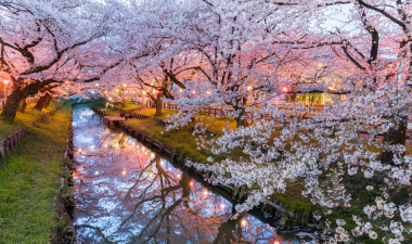 Japanese Cherry blossom trees along the edge of a canal.