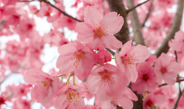 Close up image of pink cherry blossoms.