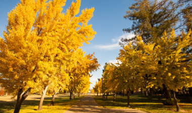 Warrior Walkway during the fall season time.