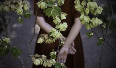 a close up of a trees branches and leaves.