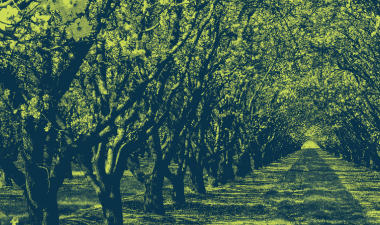 Image of trees