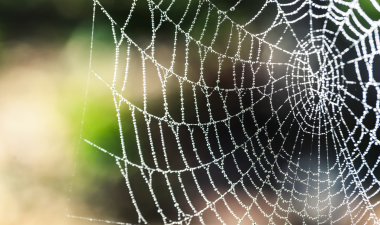 Spider web with water droplets.