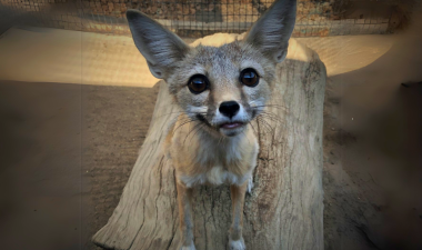 San Joaquin kit fox.