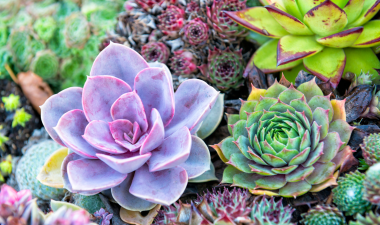 Succulents