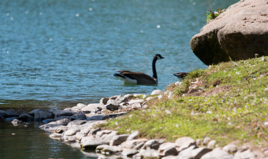 A duck swims in water at the Turlock campus.