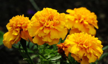 Marigolds