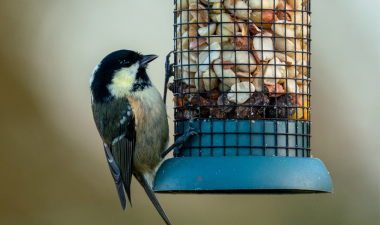 Bird eating from a bird feeder