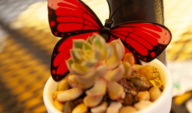 Small potted plant decorated with a Monarch butterfly.