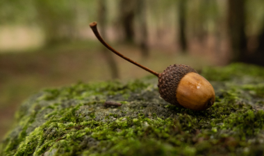 Acorn in the forrest