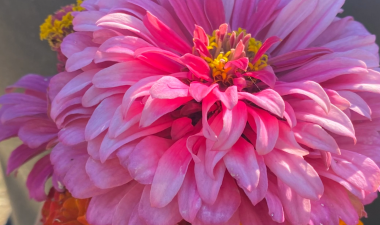 Pink flower