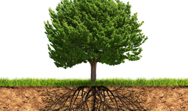 Tree with roots showing