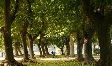 trees-4.jpg