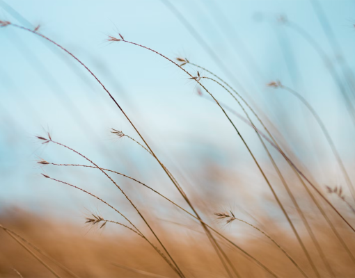 calming field of tall grass