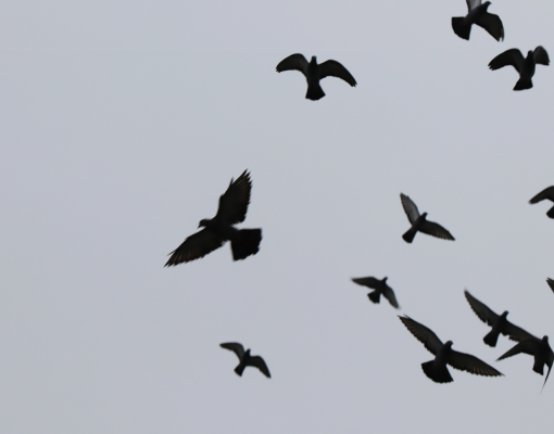 Birds flying