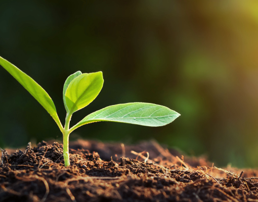 Plant in growing in soil with sunlight