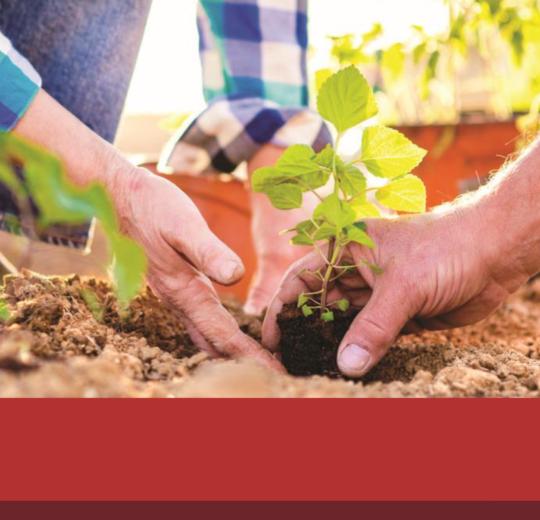 planting a tree