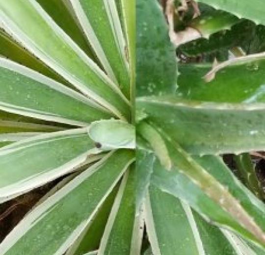 Stan State Greenhouse: Aloe and Agave