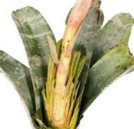 Stan State Greenhouse: Bromelaid Cup