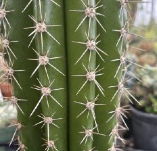 Stan State Greenhouse: Cactus