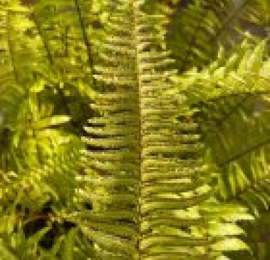 Stan State Greenhouse: Ferns