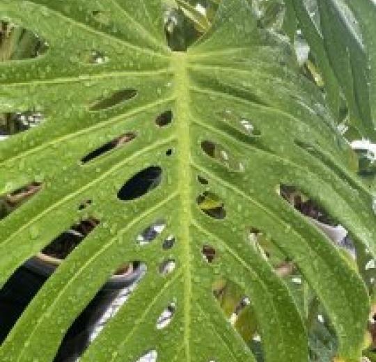 Stan State Greenhouse: Monstera Leaf