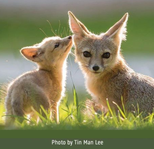 San Joaquin kit fox © Tin Man Lee