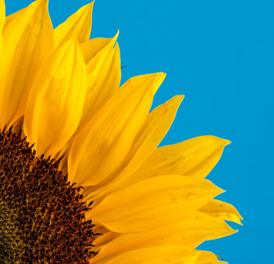 Sunflower against a blue background