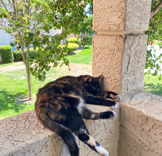 charlie on a ledge