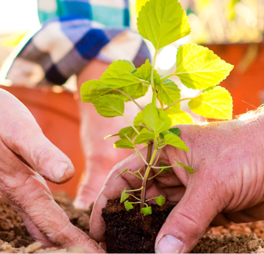 Two farmers plant a sapling