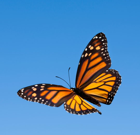 Graphic of a butterfly.