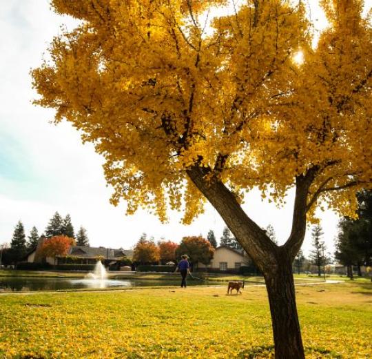 Campus fall scenery 
