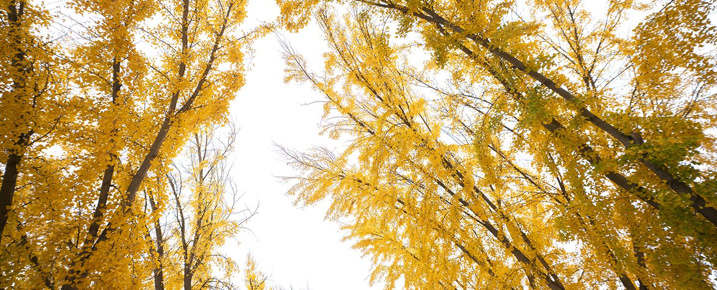 University trees in autumn