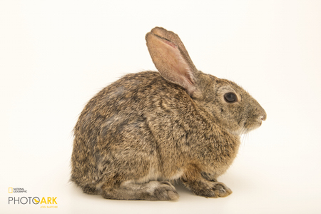 Riparian Brush Rabbit